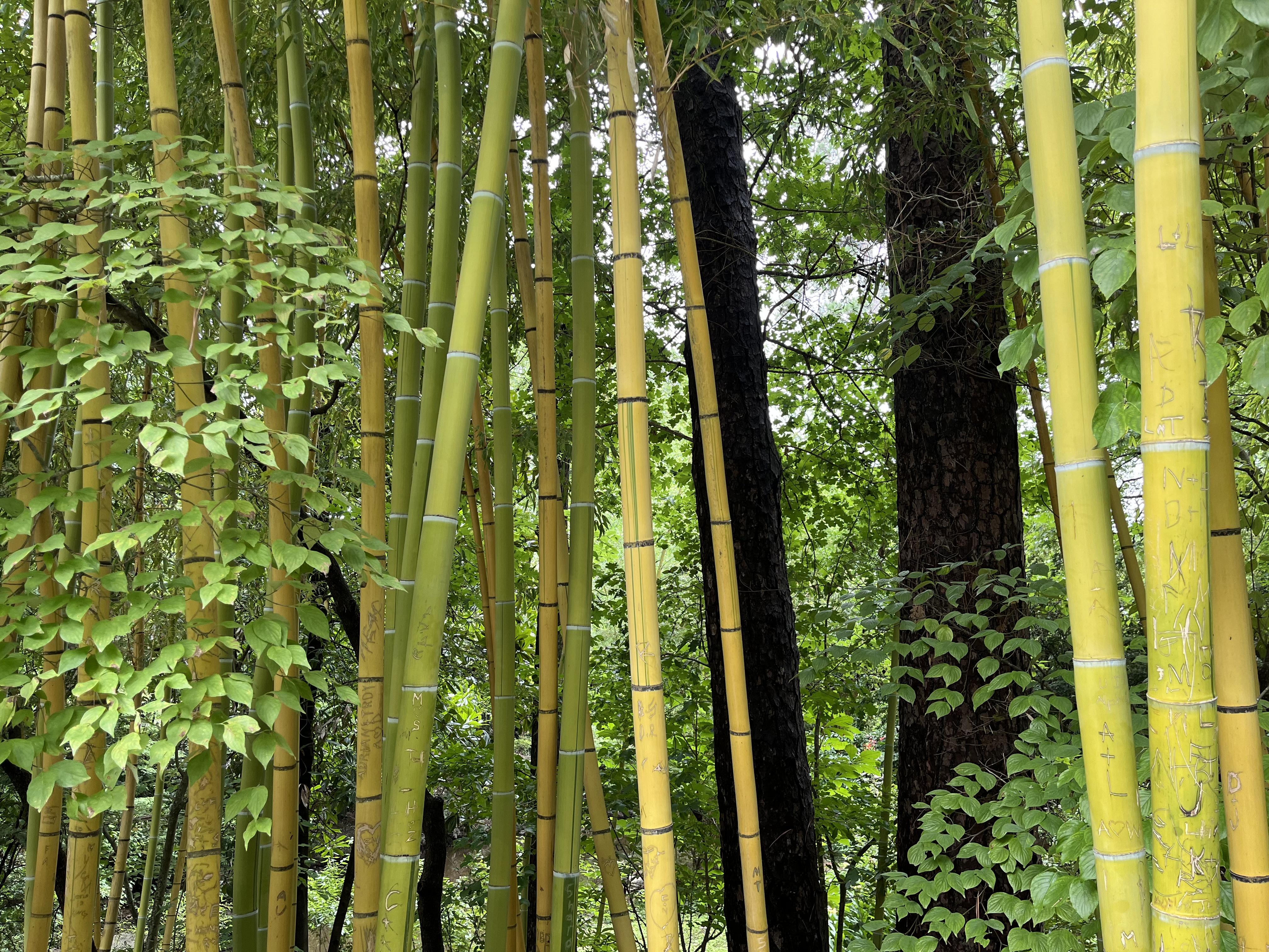 bamboo